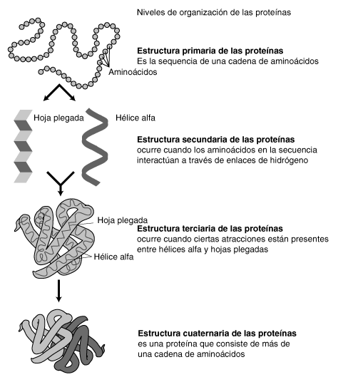 estructura_protec3adnas